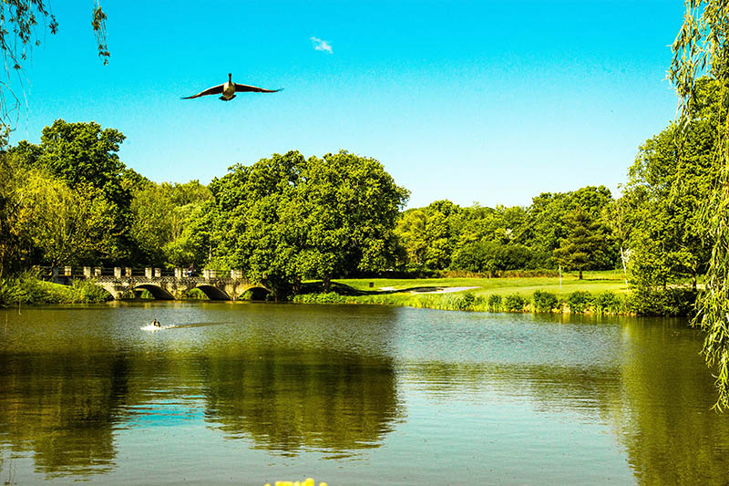 Gatton Manor golf club, Surrey, Dorking birds on the lake